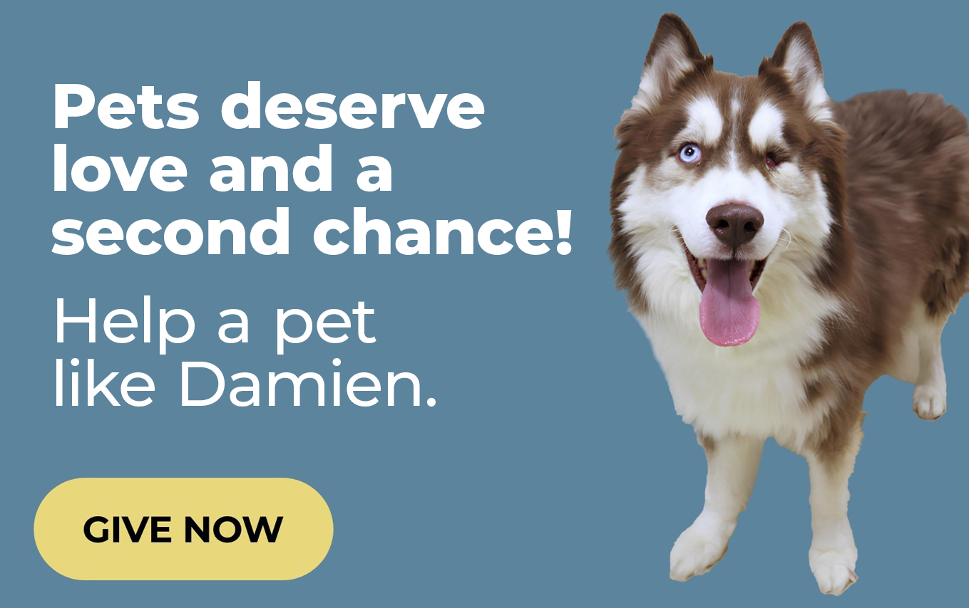 Help an animal like Damien: give now!
