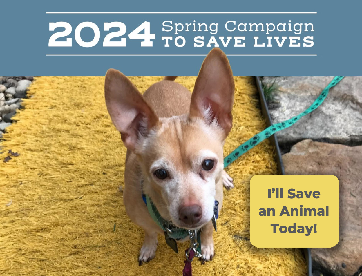 Spring Campaign to Save Lives