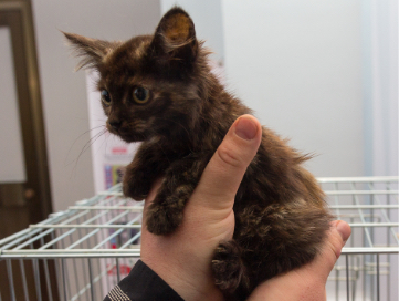 Brown kitten in the hands of a volunteer. 