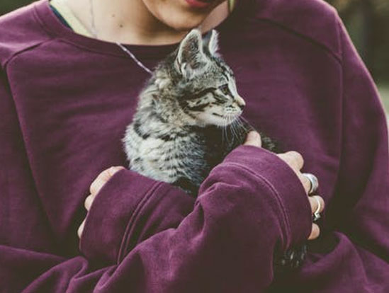A young woman in a purple over-sized sweatshirt wraps her arms around a small grey kitten