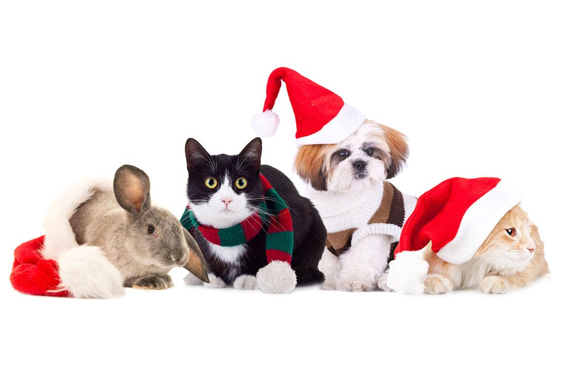A bunny, two cats and a small dog post with holiday cats
