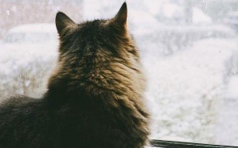 A long-haired cat looks out a window in winter
