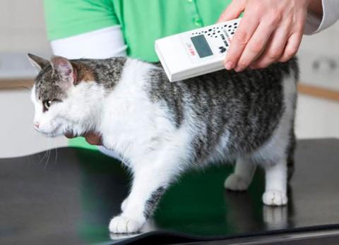 A white and grey cat is scanned by a male vet for their microchip