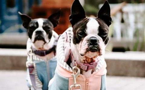 2 stylish small dogs in clothing look into the camera on an urban sidewalk
