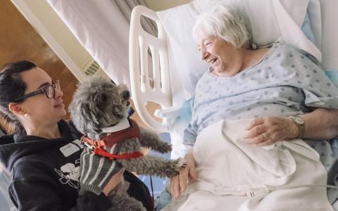 An elderly woman in a hospital bed visits a small grey dog 
