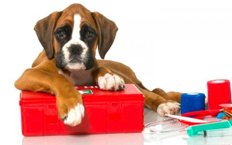 A brown and white puppy poses with colorful pet first aid supplies