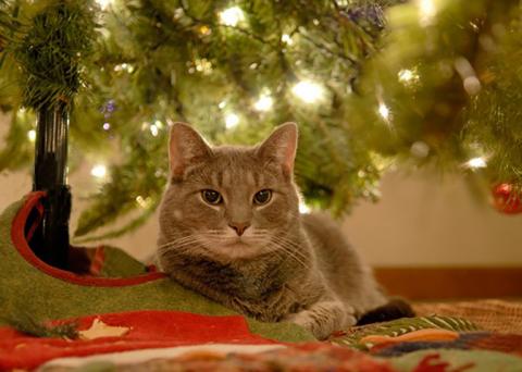 A tabby cat sits under a holiday tree