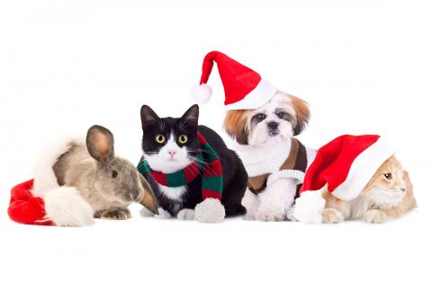 A bunny, two cats, and a dog pose with holiday hats