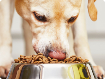 Anti-Cruelty Pet Food Pantries