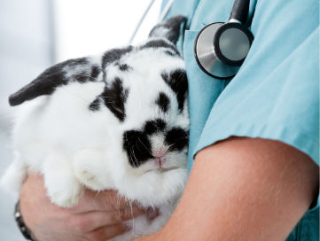 A vet hold a bunny