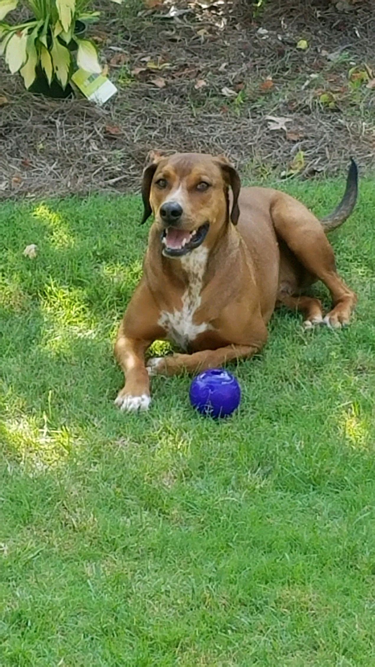Brown and white dog laying in green grass next to a blue ball