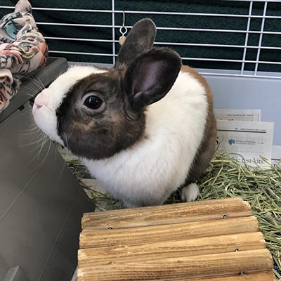 Brown and white rabbit in cage sitting on hay