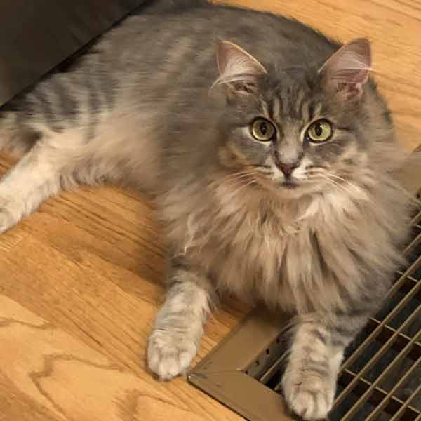 A long haired grey cat lays on a wood floor