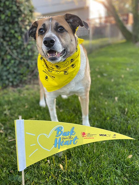 A cute dog stand behind a Bark From The Heart flag wearing a Bark bandana