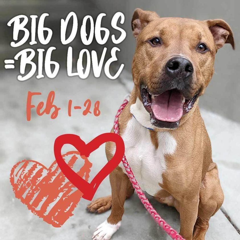 brown dog with big love promo