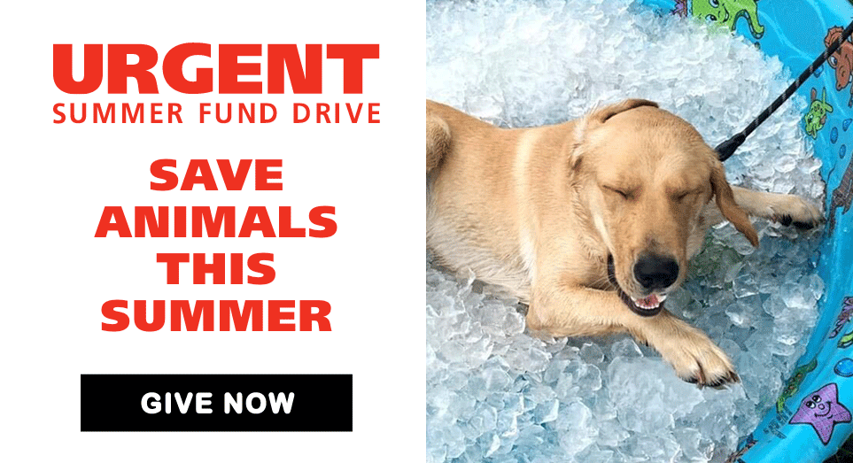 Urgent summer fund