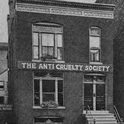 The original building for The Anti-Cruelty Society