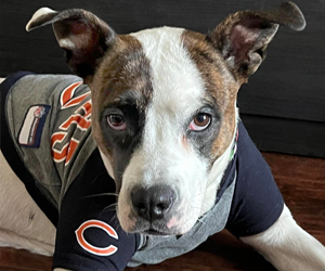 Bailey relaxes in a sports jersey