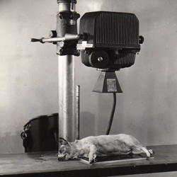 A photo of a dog in an x-ray maching from 1937