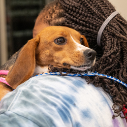 A woman holds a beagle
