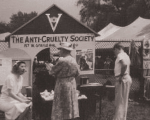 THe early years of Anti-Cruelty Volunteers