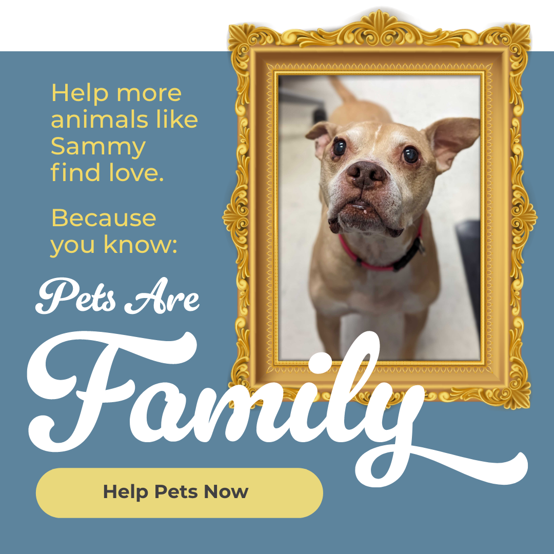 Pets are family - donate now!