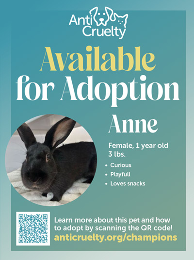 Anne an adoptable bunny