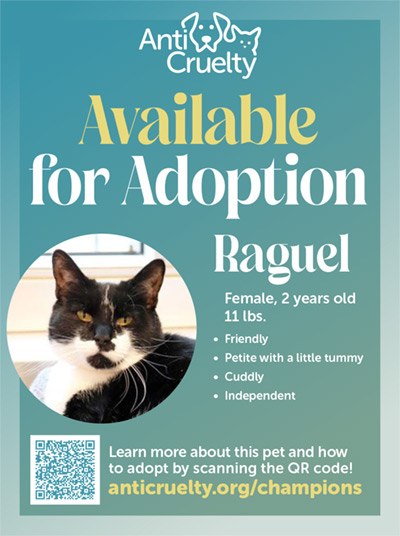 Raguel, and adoptable cat