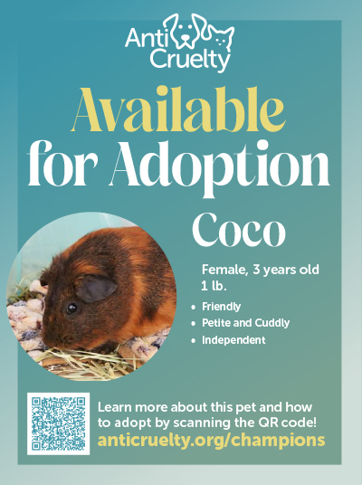 Sweet 16 Animal Coco