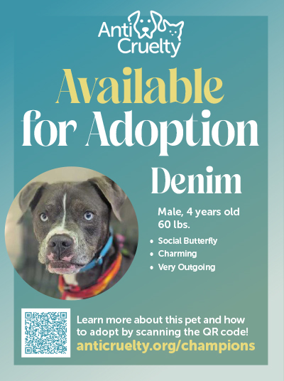A Sweet 16 Animal named Denim