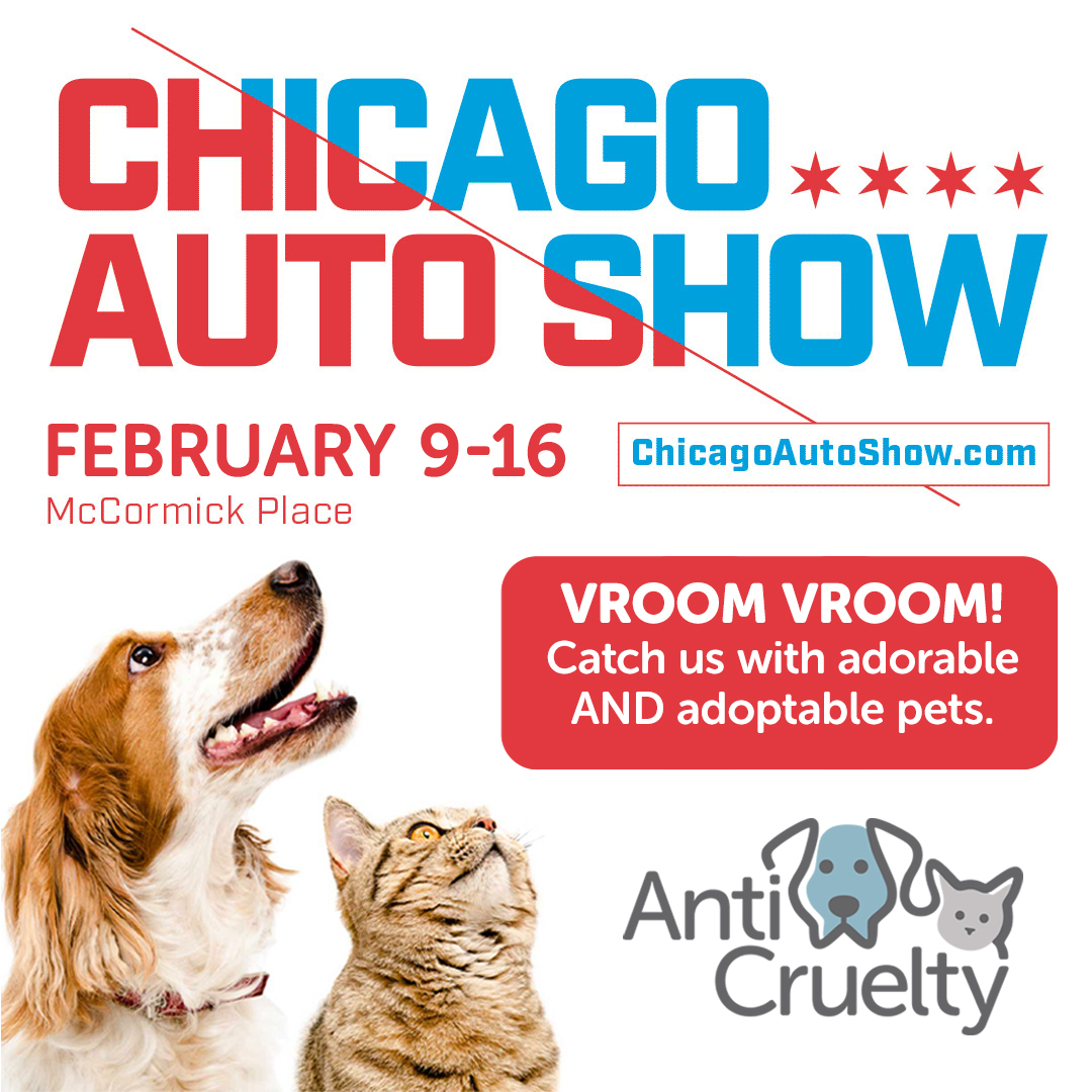 dog and cat looking up at chicago auto show text