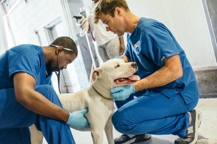 man in blue scrubs examining white dog with assistance from white man in blue scrubs