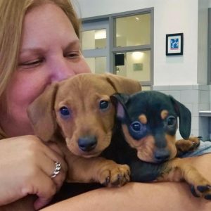 Blonde woman kissing brown puppy on head and black and brown puppy next to him