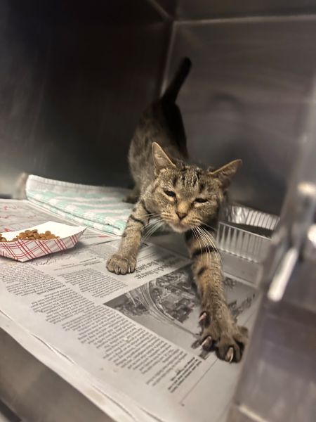 Grand%20cat%202.jpg