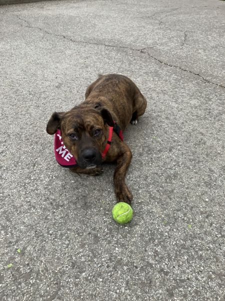 Josie%20new%20foster%201.jpg