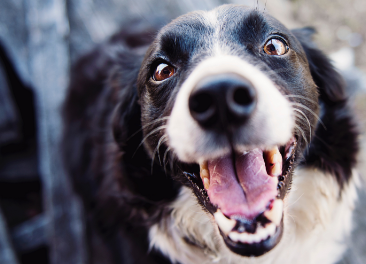 Image of black and white medium sized dog, smiling. 