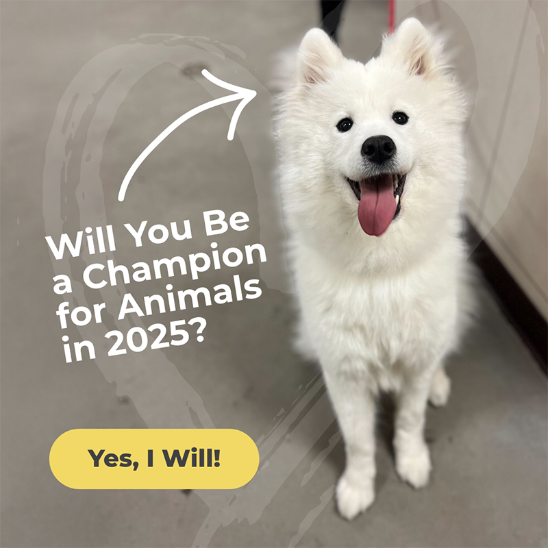 Will you be a champion in 2025?