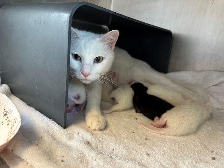 Snowball%20and%20babies.jpg