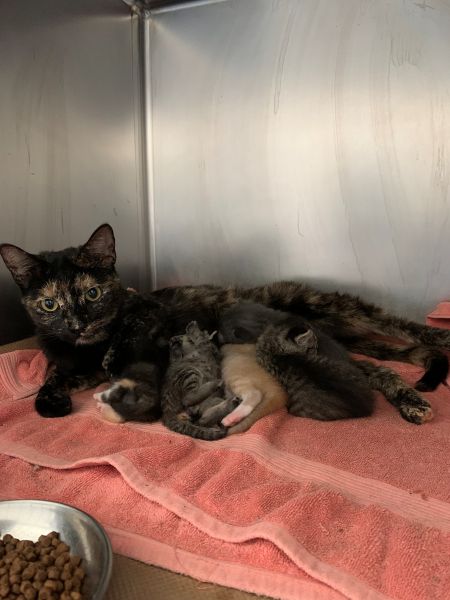 Stray%20mom%20and%20babies%201.jpg