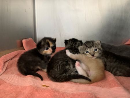 Stray%20mom%20and%20babies%201.jpg