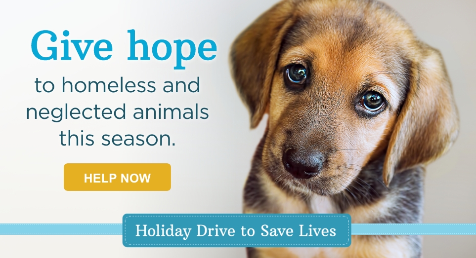Give hope to homeless and neglected animals this season.