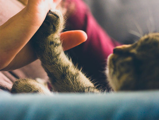 Close-up photo of a grey cat touching his paw to a young woman as they look at each other