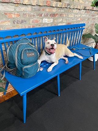 A happy pitbull lays on a blue bench
