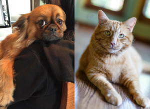 Brown dog with his head on a woman's shoulder and orange cat with green eyes