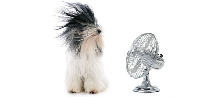 Dog with a fan