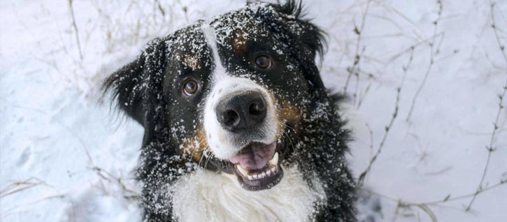The Anti-Cruelty Society | Keep Pets Safe from Frostbite