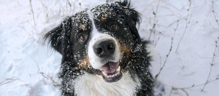 what does frostbite look like on a dogs nose