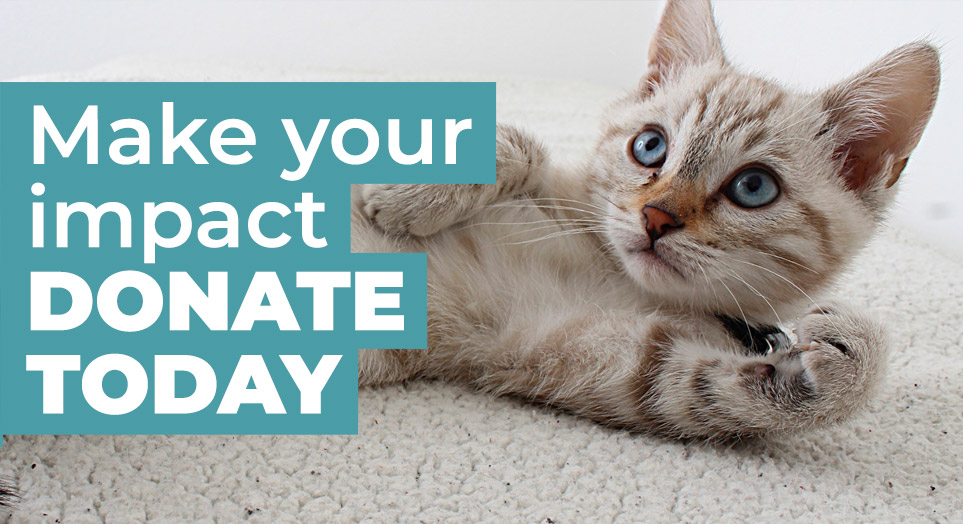 Make your impact: donate today