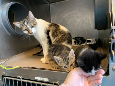 junebug%20and%20babies%201.jpg