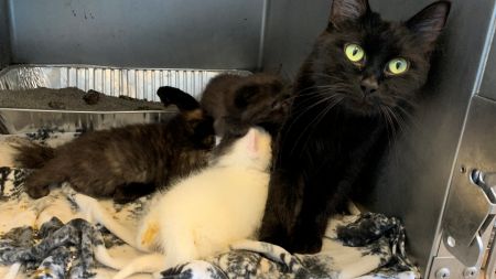 kuro%20and%203%20babies%201.jpg